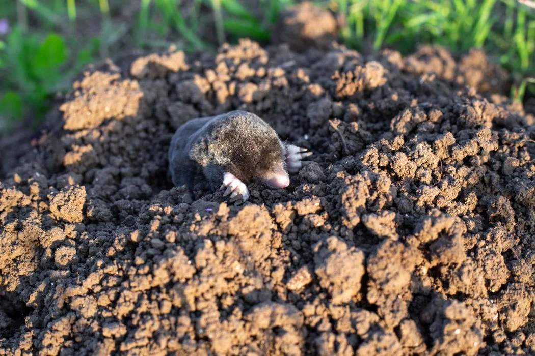 Zwalczanie kretów w ogrodzie – jak ochronić swój trawnik?