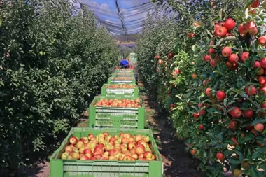 Siatki ogrodowe w praktyce – ochrona drzew, krzewów i oczek wodnych