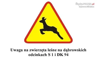 Dzikie zwierzęta na DK 1 i DK 94. Policja ostrzega kierowców